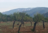 Non-developable land for sale on España, Bunyola, ref: TR114832 photo