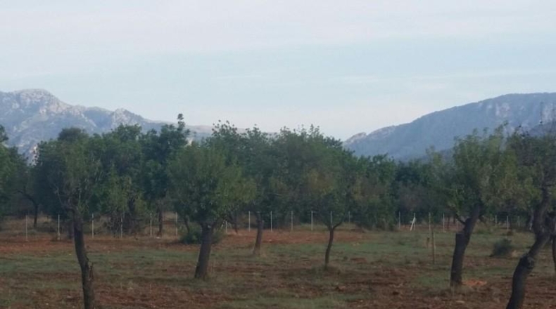Balearic Islands - Buñola - 32000m2