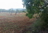 Non-developable land for sale on España, Bunyola, ref: TR114832 photo