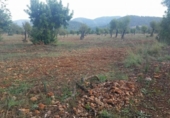 Non-developable land for sale on España, Bunyola, ref: TR114832 photo