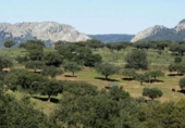 Non-developable land for sale on España, Torrejón el Rubio, ref: TR327532 photo