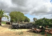 Casa de camp amb terreny en venda a la España, Jerez de la Frontera, ref.: TR244151 foto