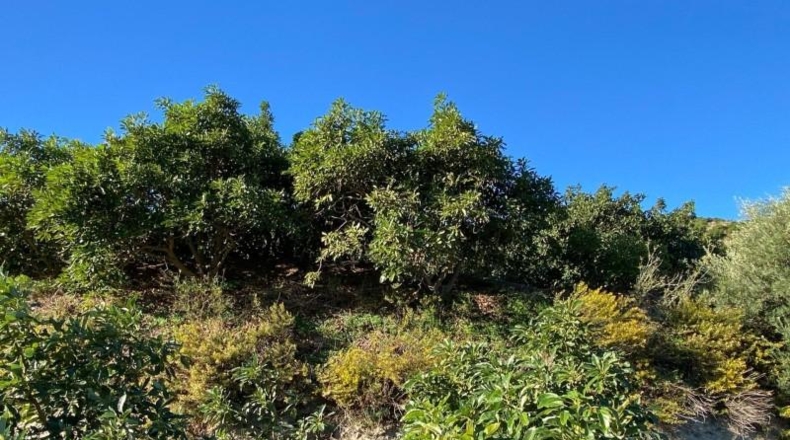 Granada - Motril - 31705m2
