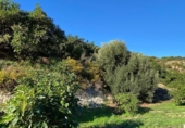 Casa de camp amb terreny en venda a la España, Motril, ref.: TR352124 foto