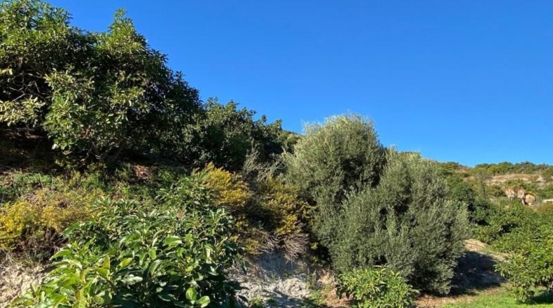 Granada - Motril - 31705m2