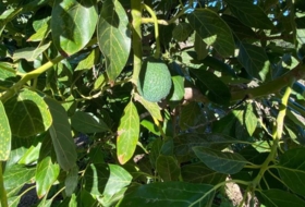 Foto 10