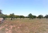 Non-developable land for sale on España, Artà, ref: TR335578 photo