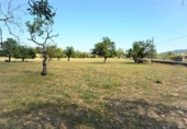 Non-developable land for sale on España, Artà, ref: TR335578 photo