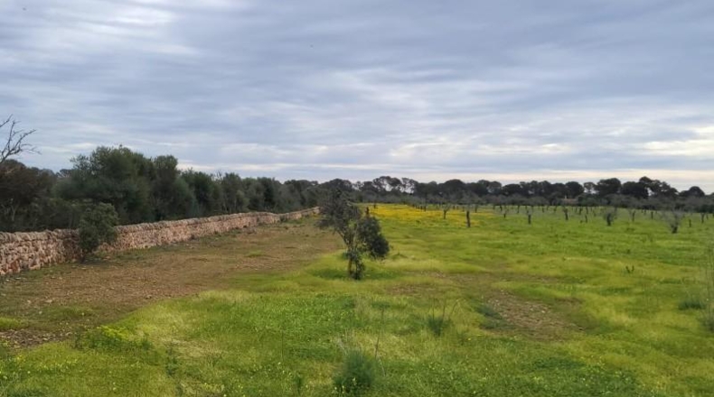 Islas Baleares - Lluchmayor - 32000m2