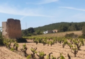 Detached villa with land for sale on España, l'Arboçar de Baix, ref: TR218250 photo