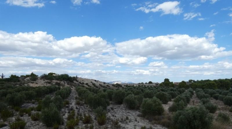 Múrcia - Molina de Segura - 62000m2