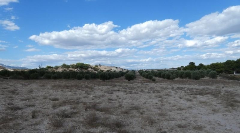 Múrcia - Molina de Segura - 62000m2
