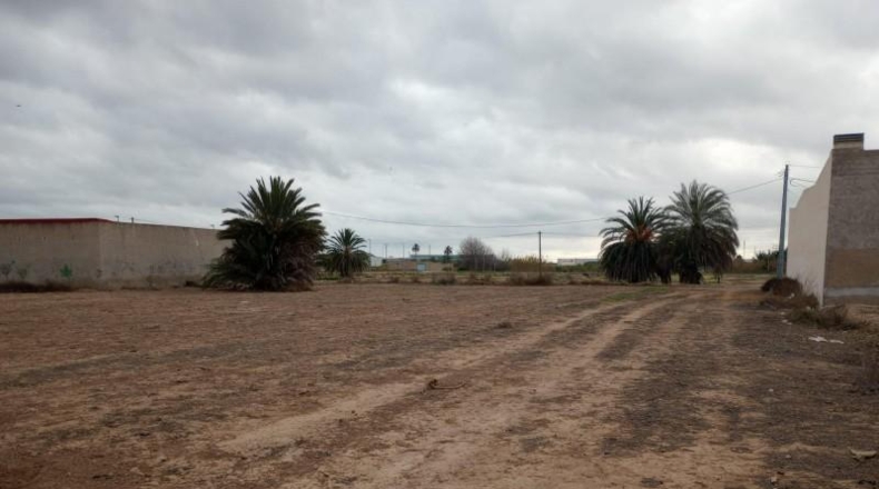 Alicante - Albatera - 5000m2