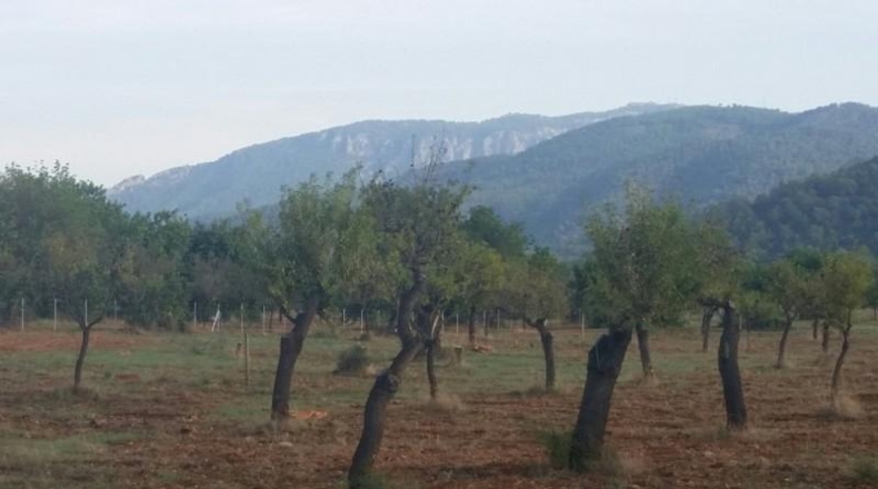 Balearic Islands - Buñola - 32000m2