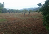 Non-developable land for sale on España, Bunyola, ref: TR114833 photo