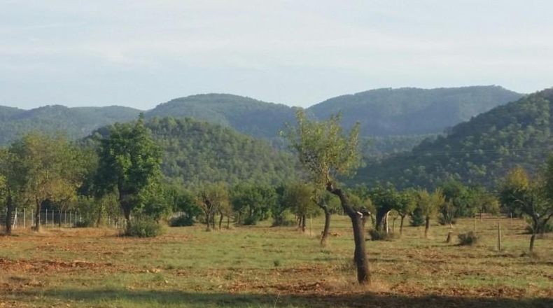 Balearic Islands - Buñola - 32000m2