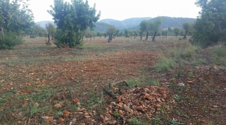 Balearic Islands - Buñola - 32000m2