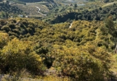 Casa de camp amb terreny en venda a la España, Frigiliana, ref.: TR242549 foto