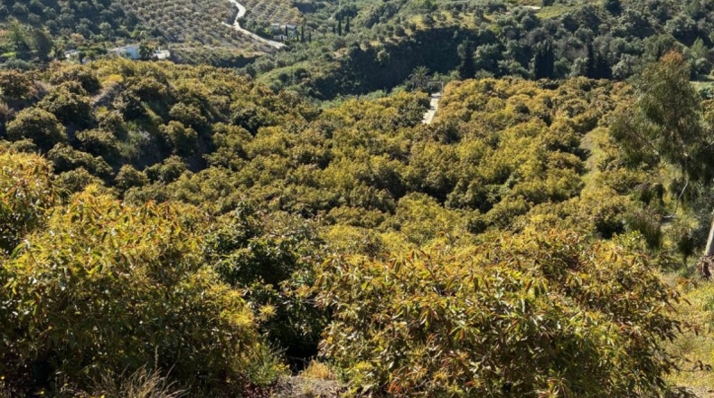 Málaga - Frigiliana - 35000m2