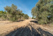 Casa amb terreny en venda a la España, el Pilar de la Foradada, ref.: TR155280 foto