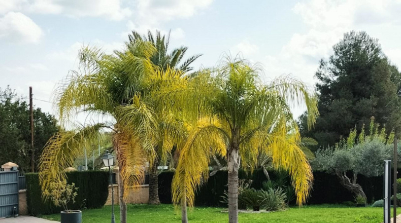 Sevilla - Palomares del Río - 1540m2