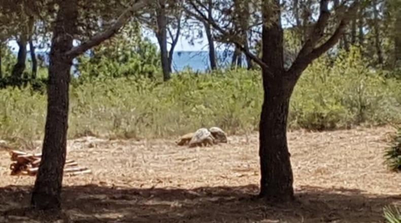 Tarragona - l'Ametlla de Mar - 2078m2