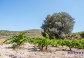 Xalet independent amb terreny en venda a la España, Senija, ref.: TR133362 foto