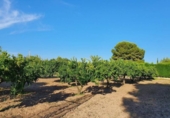 Xalet independent amb terreny en venda a la España, Torrevella, ref.: TR159021 foto