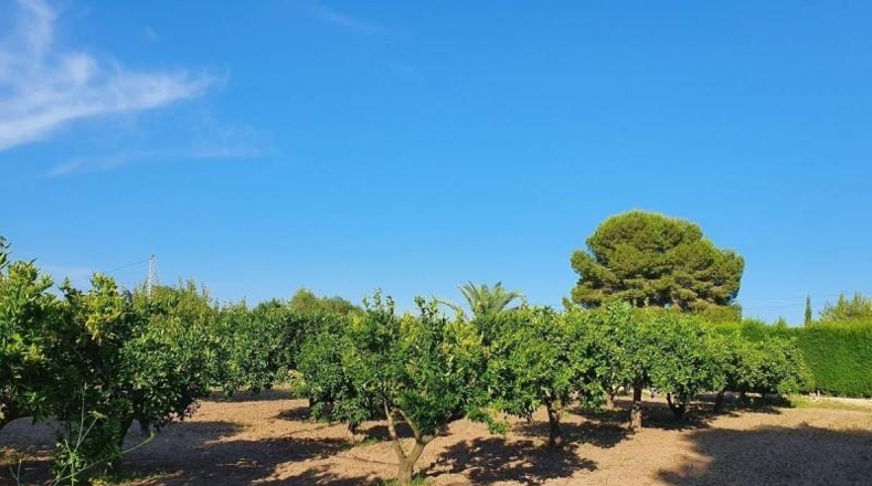 Alicante - Torrevieja - 5000m2