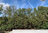 Chalet independiente con terreno en venta en la España, Campo-Mijas, ref: TR365715 foto