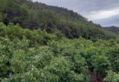 Xalet independent amb terreny en venda a la España, l'Atzúbia, ref.: TR157143 foto