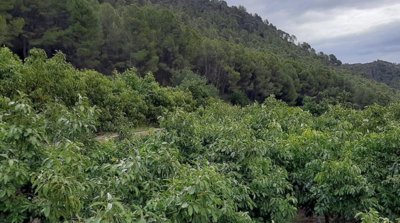 Alicante - Adsubia - 539m2