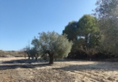 Chalet independiente con terreno en venta en la España, Orihuela, ref: TR335312 foto