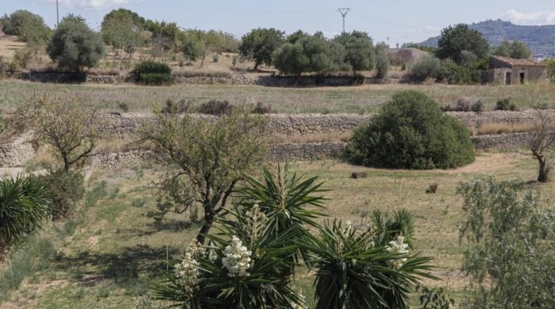 Balearic Islands - Inca - 7500m2