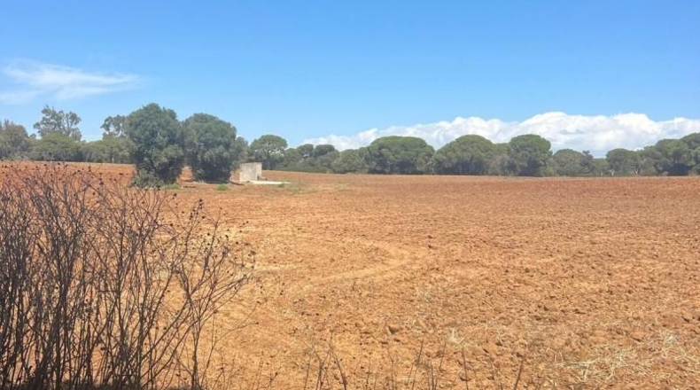Cádiz - Vejer de la Frontera - 40000m2