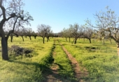 Xalet independent amb terreny en venda a la España, Artà, ref.: TR135978 foto