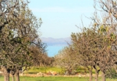 Xalet independent amb terreny en venda a la España, Artà, ref.: TR135978 foto