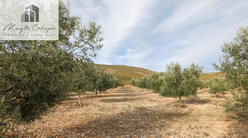 Granada - Cozvíjar - 160000m2
