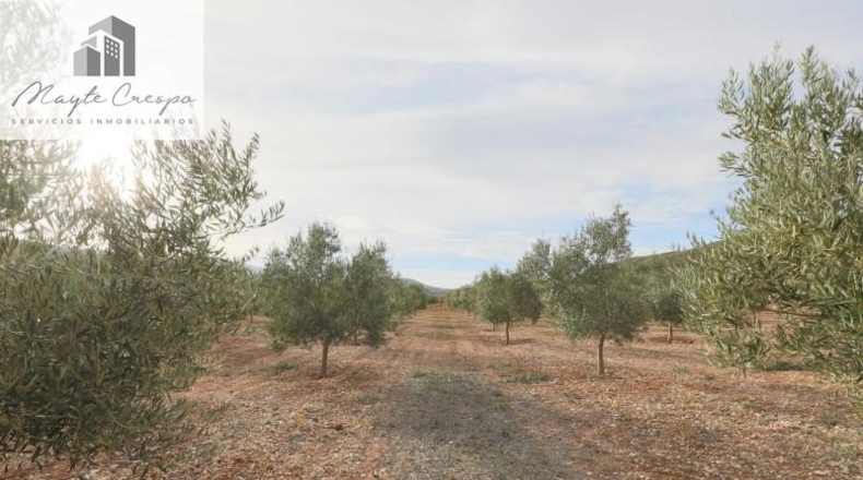 Granada - Cozvíjar - 160000m2