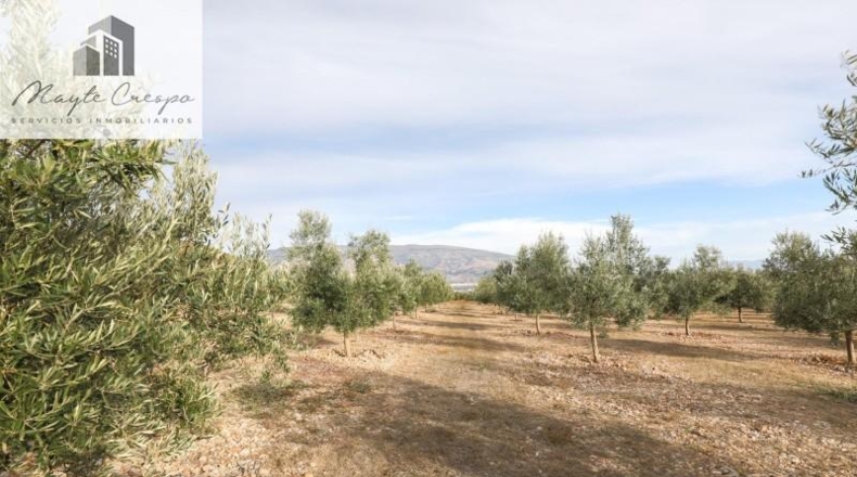 Granada - Cozvíjar - 160000m2
