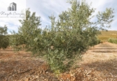 Non-developable land for sale on España, Cozvíjar, ref: TR371906 photo