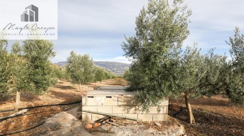 Granada - Cozvíjar - 160000m2