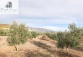 Non-developable land for sale on España, Cozvíjar, ref: TR371906 photo