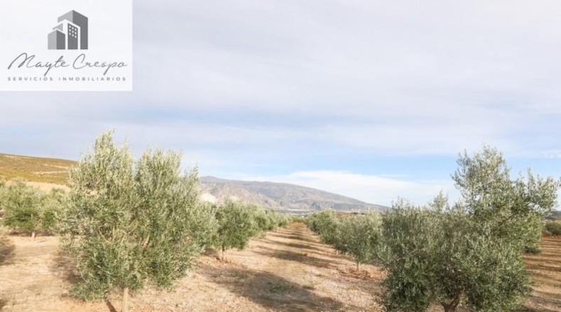 Granada - Cozvíjar - 160000m2