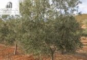 Non-developable land for sale on España, Cozvíjar, ref: TR371906 photo