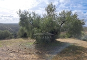 Land suitable for development for sale on España, Benamejí, ref: TR375708 photo
