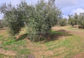 Land suitable for development for sale on España, Benamejí, ref: TR375708 photo