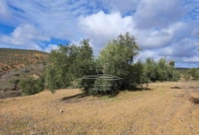 Benamejí 320000&nbsp;m²