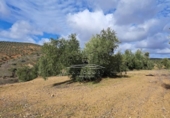 Land suitable for development for sale on España, Benamejí, ref: TR375708 photo