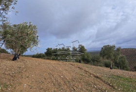 Benamejí 320000&nbsp;m²